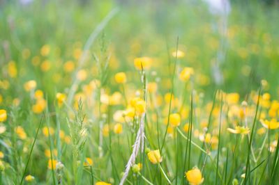 Close-up of flowers growing in field