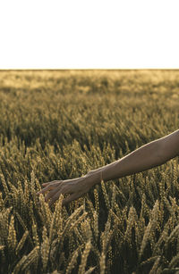 Woman enjoying the life in sunny field. nature beauty, golden wheat. outdoor lifestyle. freedom 