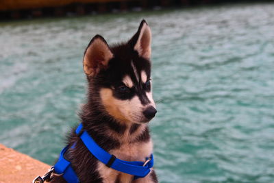 Close-up of young husky against lake