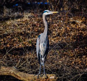 High angle view of gray heron perching on field