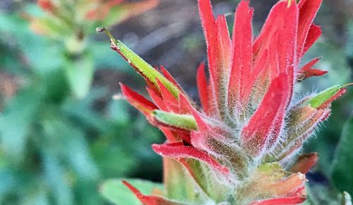 Close-up of red cactus