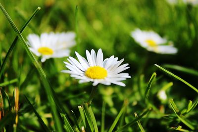 Close-up of white flowers blooming outdoors