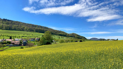 Scenic view of agricultural field against sky