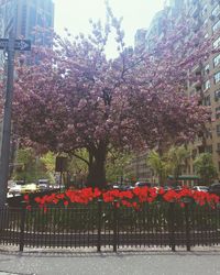 View of flowers growing on tree