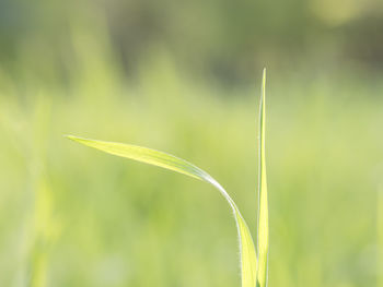 Close-up of plant growing on field