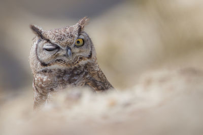 Close-up portrait of a owl