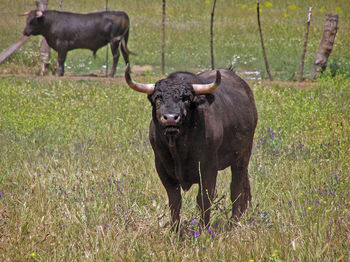 Water buffaloes standing on grassy field