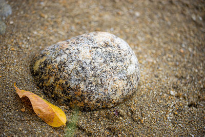 High angle view of shell on rock