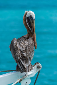 Close-up of bird perching on a sea