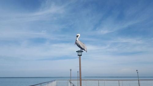 Seagull perching on railing against sea