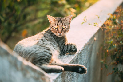 Portrait of cat relaxing outdoors