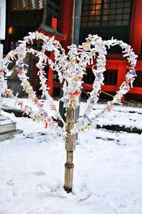 Close-up of snow covered plant in winter