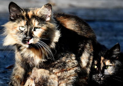 Close-up of a cat looking away