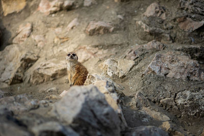 Low angle view of lizard on rock