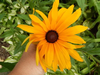 Close-up of hand holding yellow flower