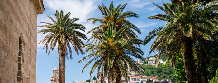 palm tree