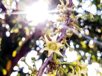 Low angle view of flowers on tree