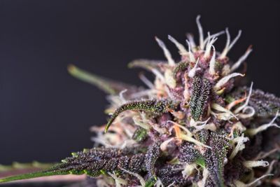 Close-up of flowering plant against black background