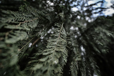 Close-up of pine tree