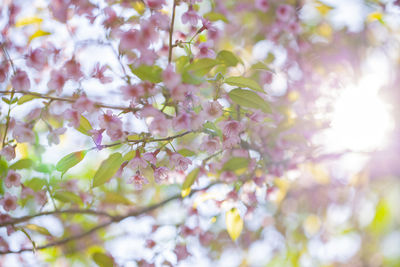 Close-up of cherry blossoms in spring