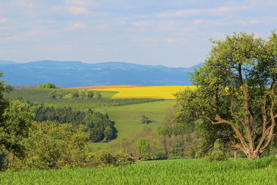 Scenic view of agricultural field against sky