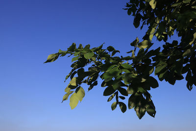 Low angle view of leaves against blue sky