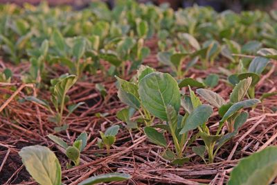 Chinese kale in agricultural field, thailand