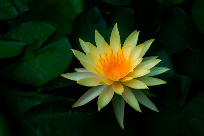 Close-up of yellow water lily