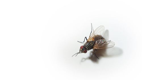 Close-up of fly on white background