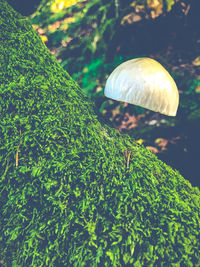 Close-up of mushroom growing in forest