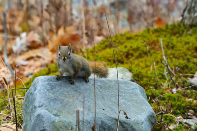 Squirrel on rock