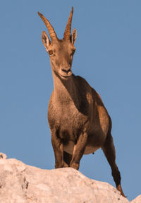 Low angle portrait of animal standing against clear sky