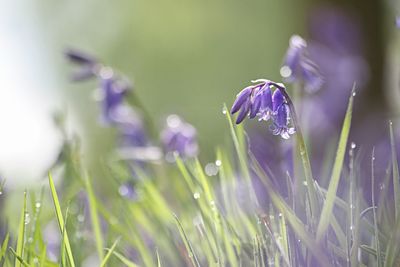 Soft spring bluebells