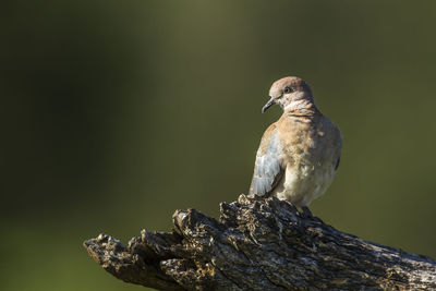 Close-up of bird perching on rock