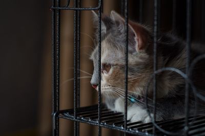 Close-up of a cat looking away