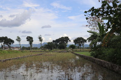 Scenic view of canal amidst field against sky