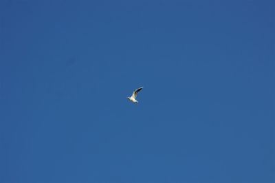 Low angle view of bird flying in sky