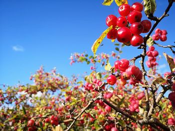 Low angle view of cherry tree against sky