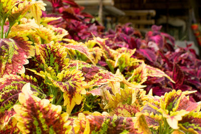 Close-up of multi colored flowers at market stall