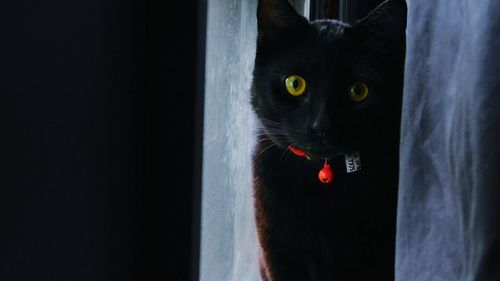 Portrait of black cat