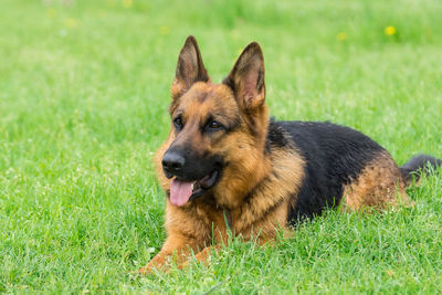 Dog looking away on field