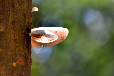 Close-up of a mushroom