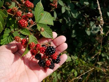 Close-up of hand holding berries