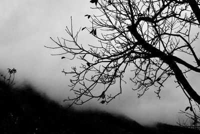 Bare tree against clear sky