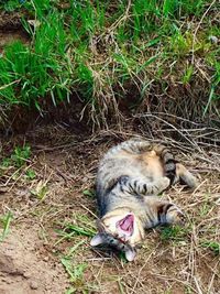 Close-up of cat on grass