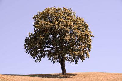 Tree on field against clear sky