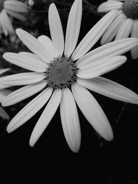 Macro shot of daisy flower against black background