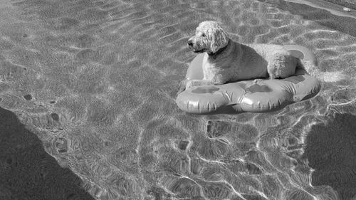 Dog relaxing in water