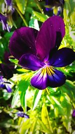 Close-up of purple flowers