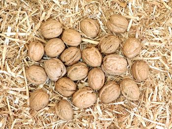 High angle view of walnuts on hay